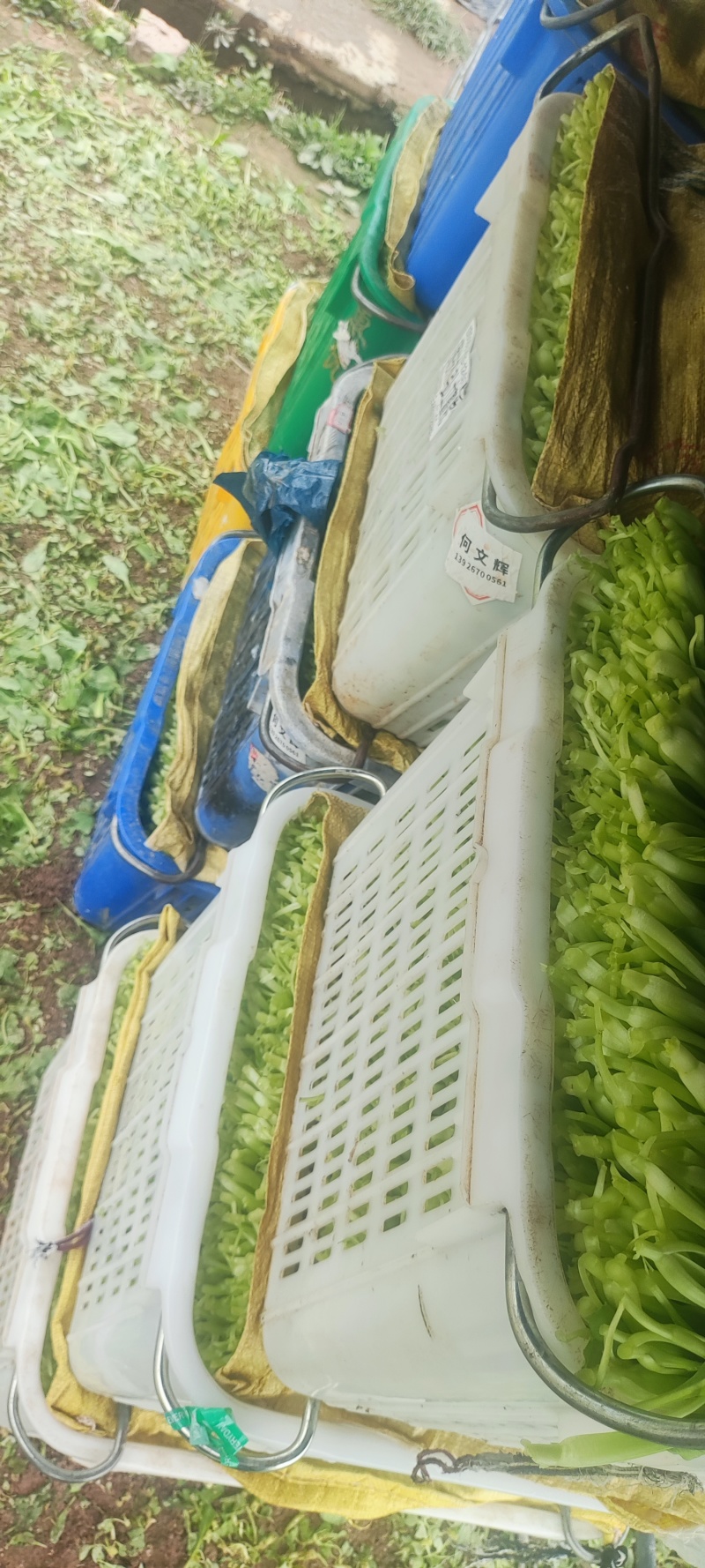 深圳鸡毛菜基地！长年每天新货供应！深圳现割每天从深圳发货