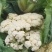 扶沟露天菜花
