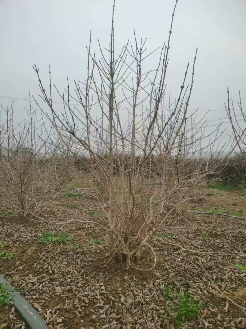木绣球麻球丛生木绣球木绣球小苗园林绿化苗木