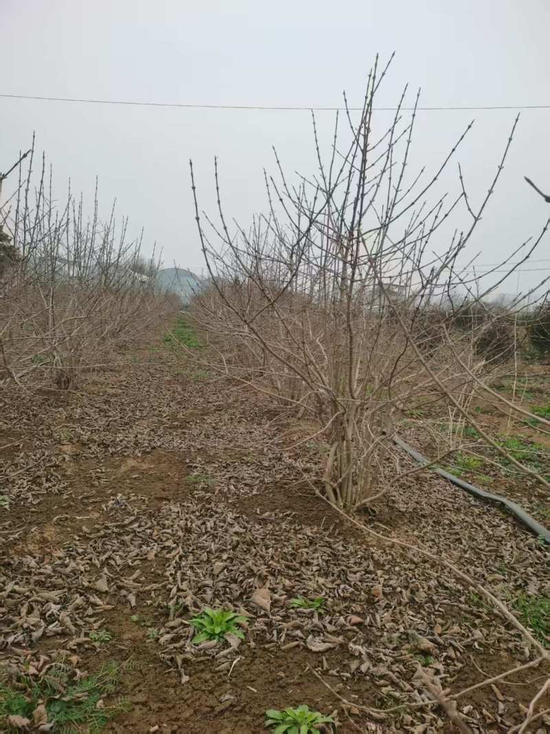 木绣球麻球丛生木绣球木绣球小苗园林绿化苗木