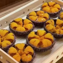 大连马粪胆
