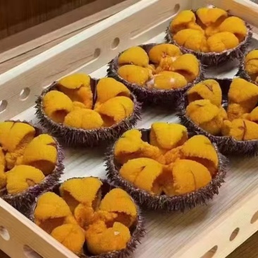 大连马粪胆