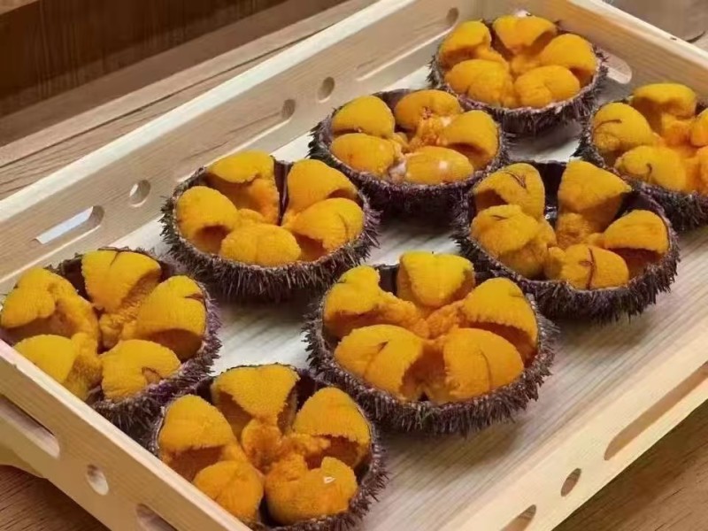 大连马粪胆
