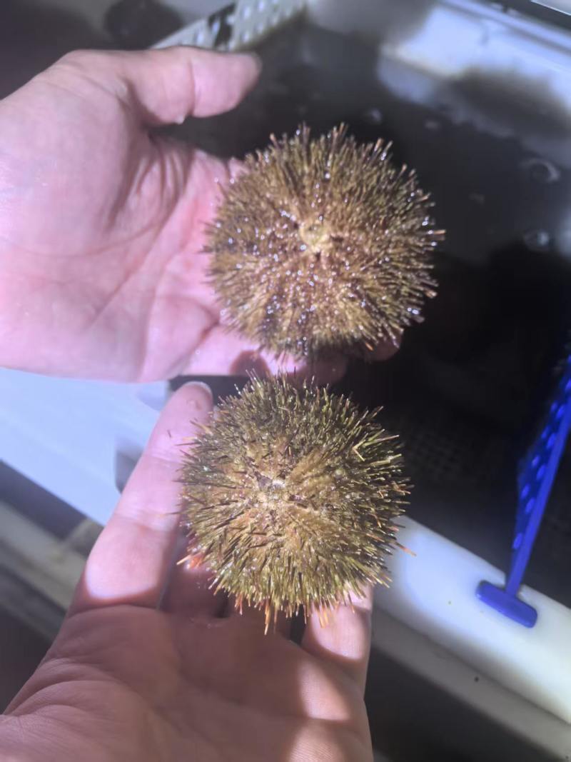 大连马粪胆
