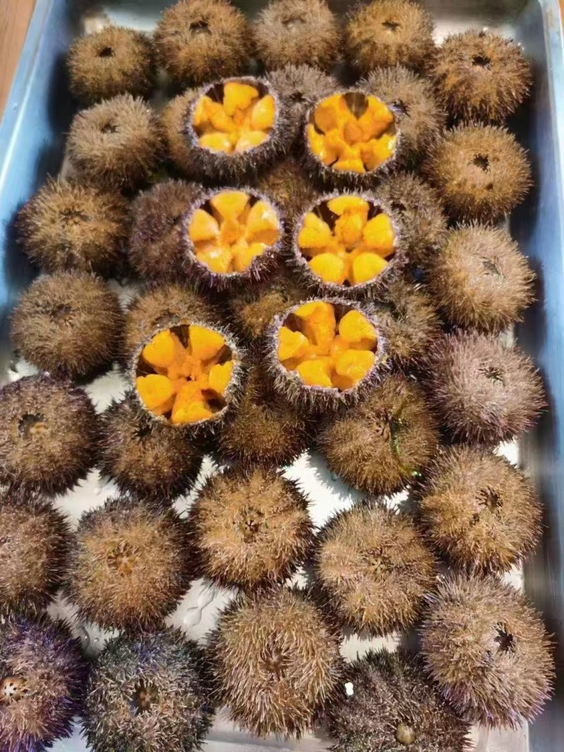 大连马粪胆