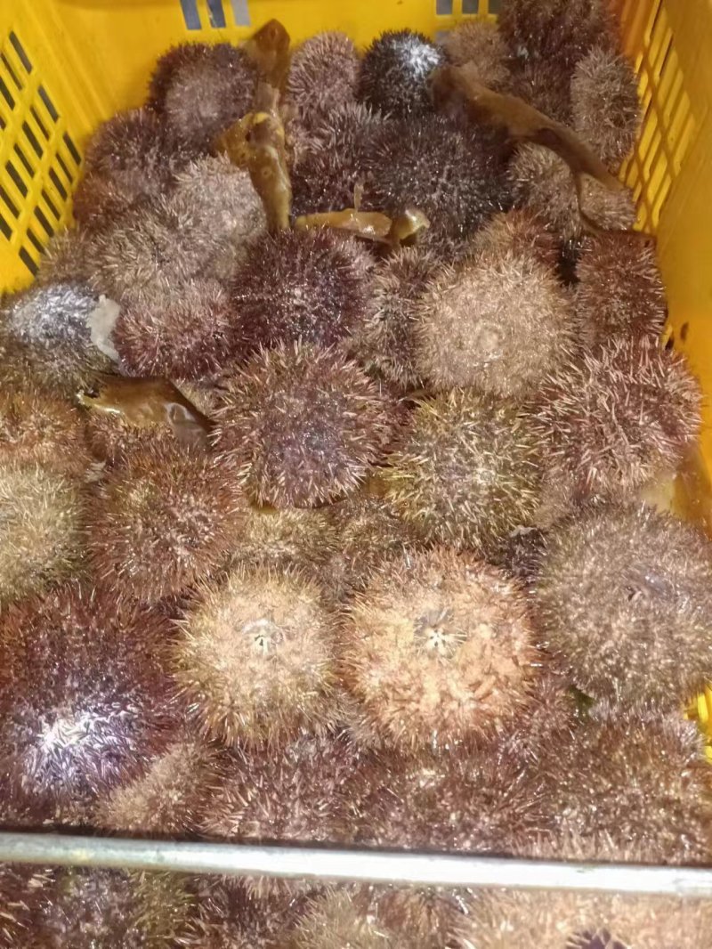 大连马粪胆