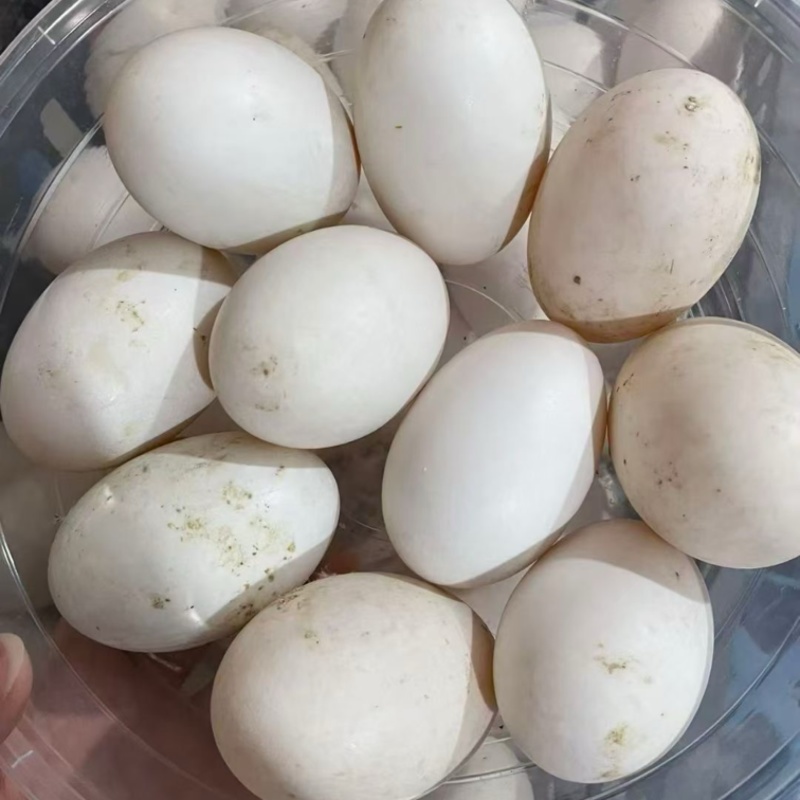 双黄蛋常年供应大量有货