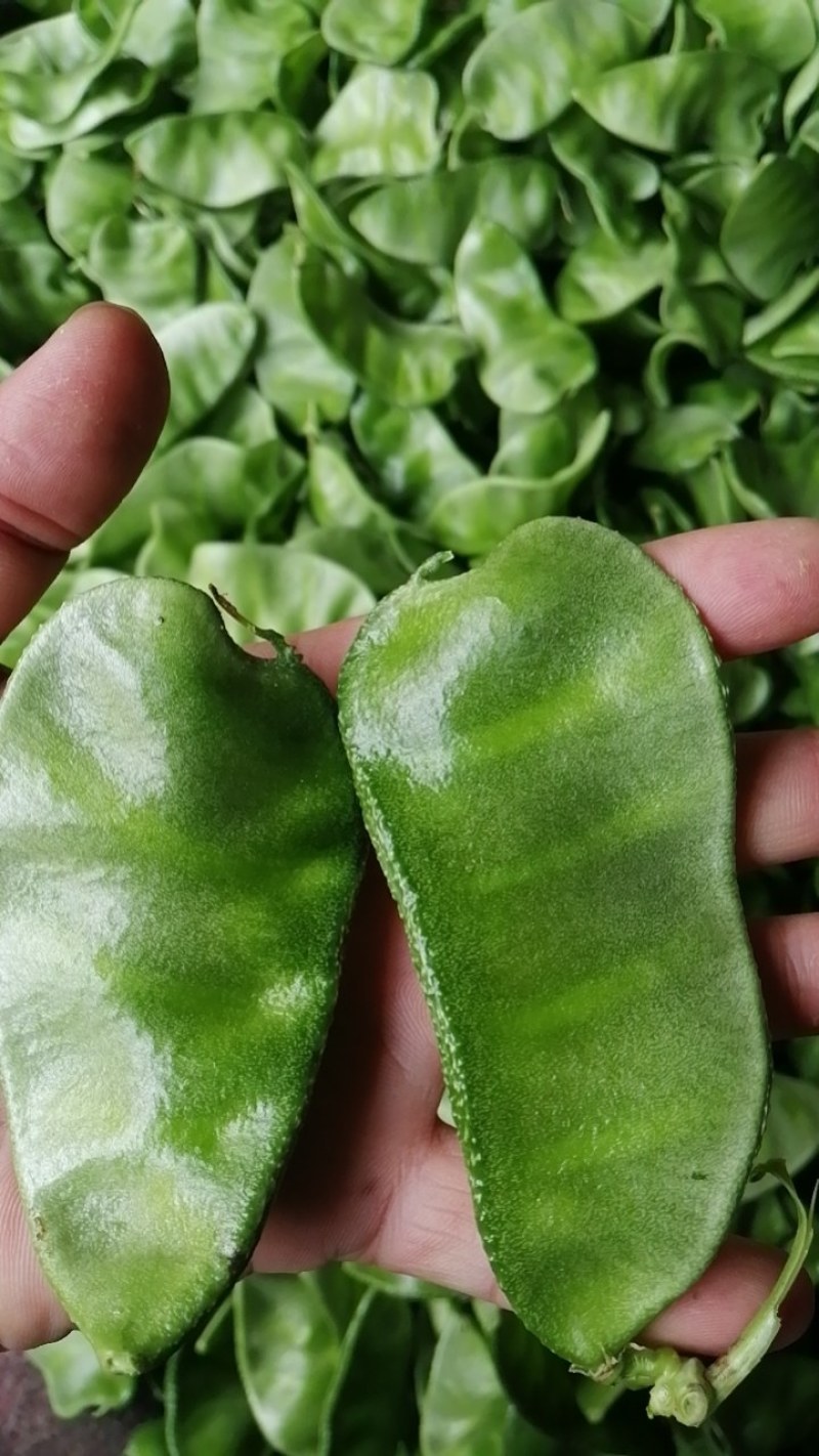 暖棚眉豆，猪耳朵扁豆，柴扁豆，质量好，大量有货