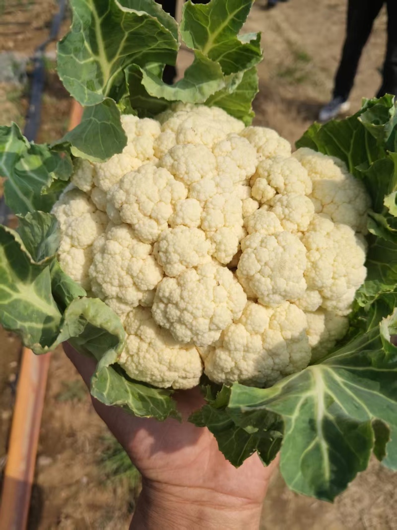 有机花菜