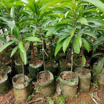 耀堂仙桃苗正宗蛋黄果苗树苗带果发货鸡蛋果苗四季种植当年