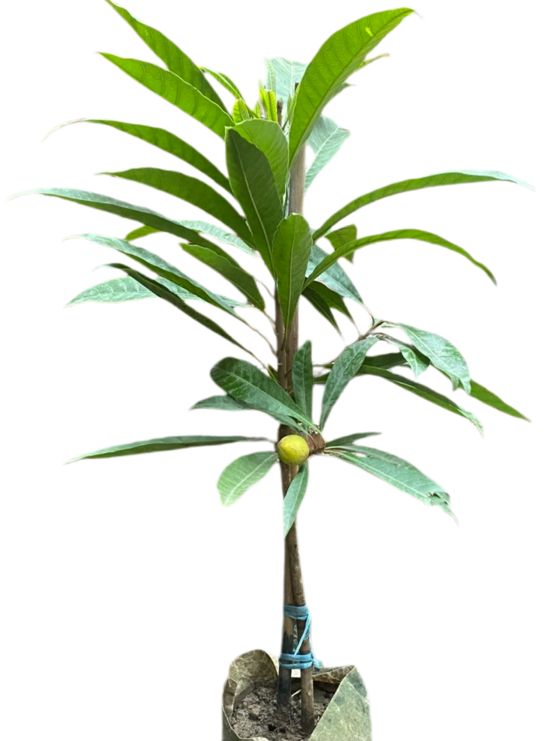 耀堂仙桃苗正宗蛋黄果苗树苗带果发货鸡蛋果苗四季种植当年
