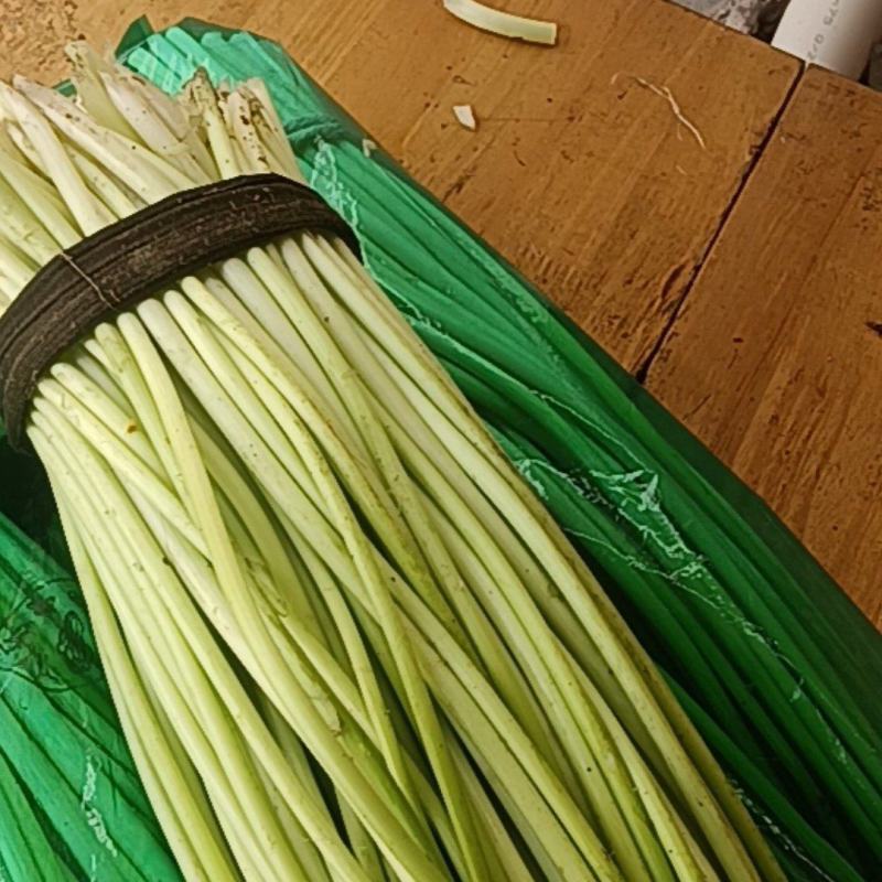 精品白帽蒜苔大量上市中欢迎老板定购