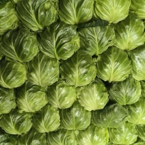 甘蓝菜