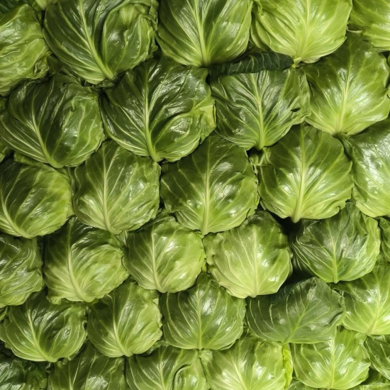 甘蓝菜