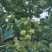 农村土养百花蜜。