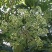 农村土养百花蜜。