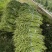 有大量豆角出售大量上市欢迎来电咨询采购可视频看货