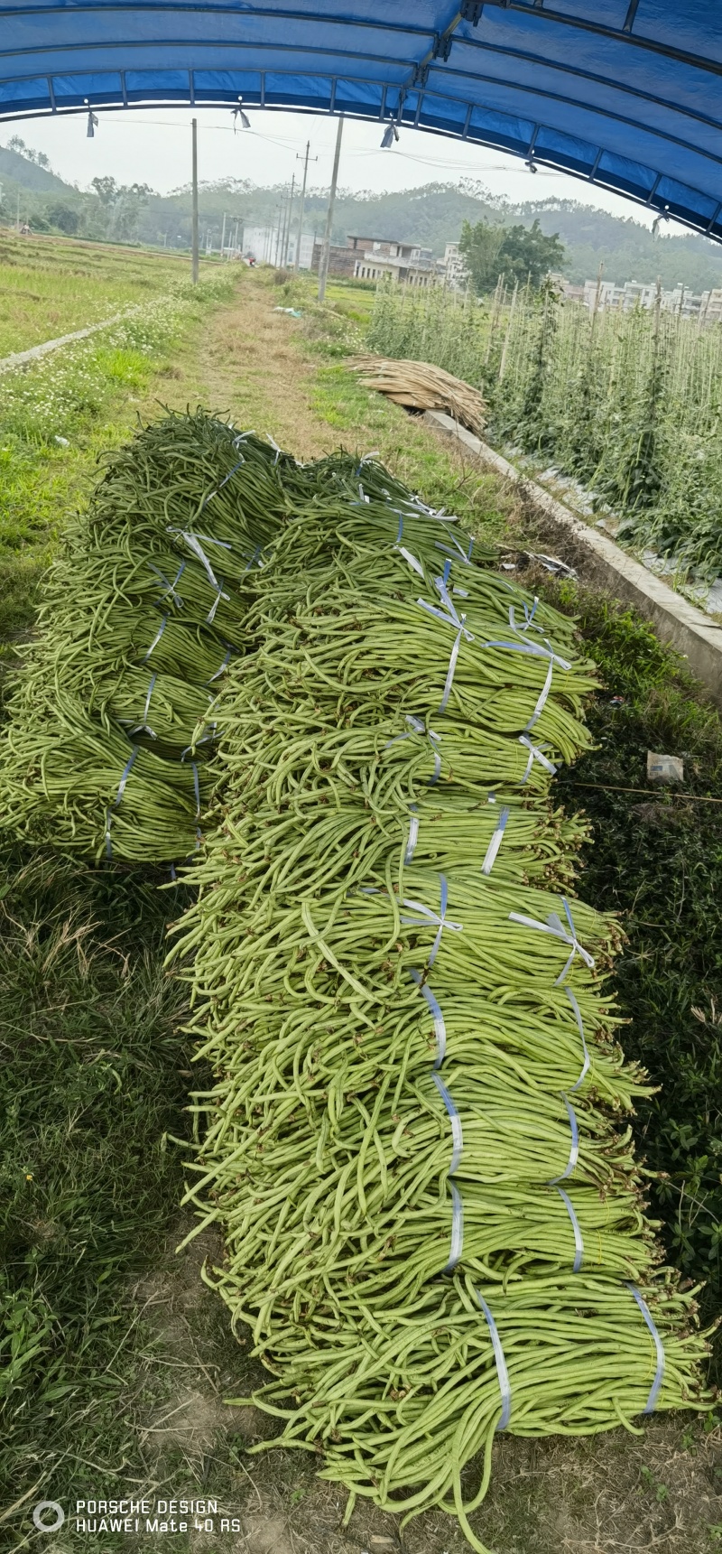 有大量豆角出售大量上市欢迎来电咨询采购可视频看货