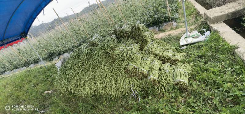 有大量豆角出售大量上市欢迎来电咨询采购可视频看货