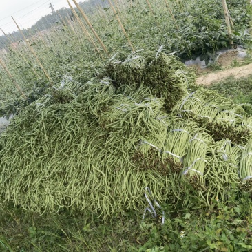 有大量豆角出售大量上市欢迎来电咨询采购可视频看货
