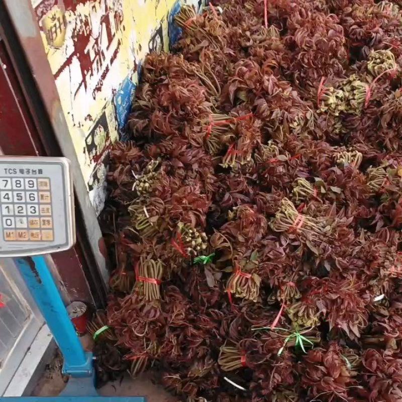 头茬露天红香椿芽当季新鲜红油香椿产地直批