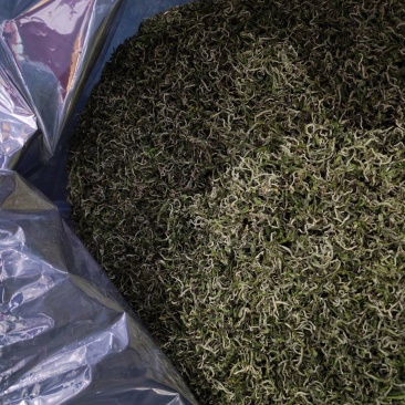 湘西黄金茶（绿茶，红茶）