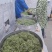 湘西黄金茶（绿茶，红茶）