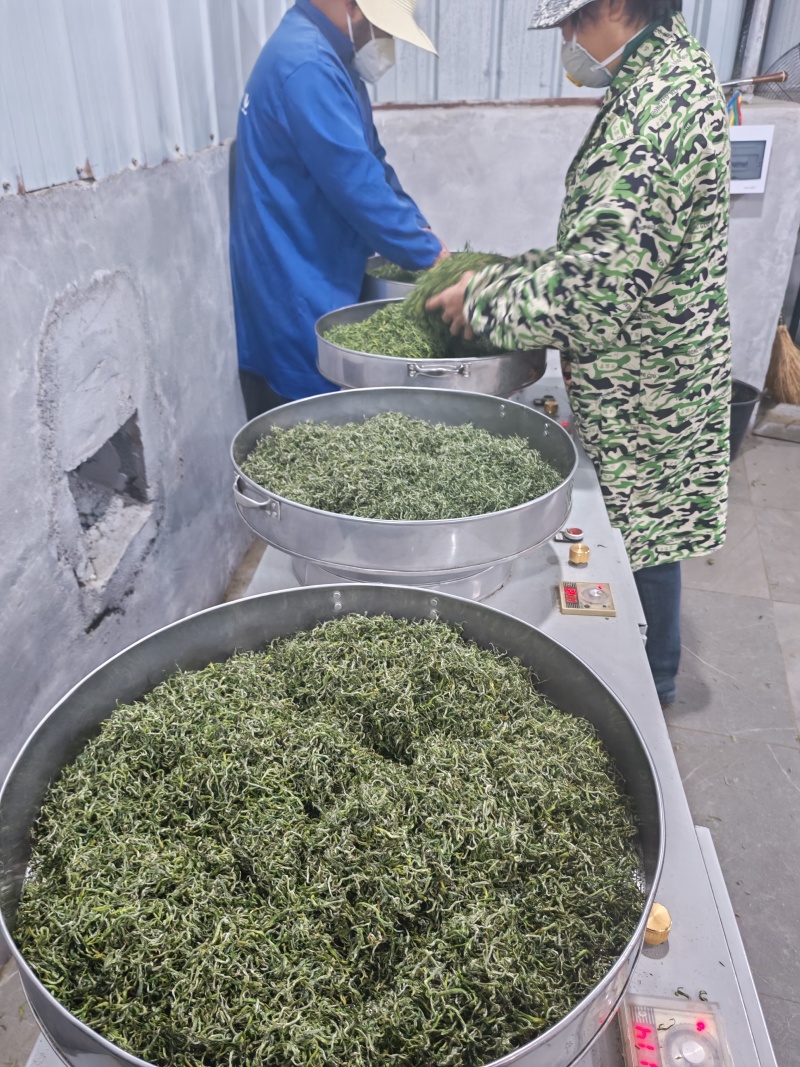 湘西黄金茶（绿茶，红茶）