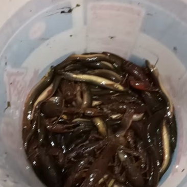 大量的黄鳝泥鳅，鱼类等各种农产品