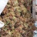 头茬露天红香椿芽当季新鲜红油香椿产地直批