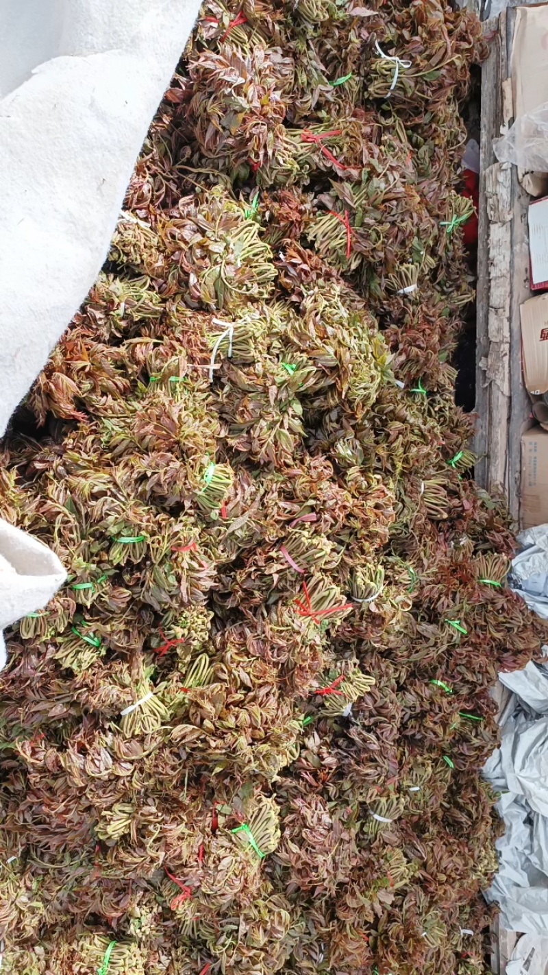 头茬露天红香椿芽当季新鲜红油香椿产地直批