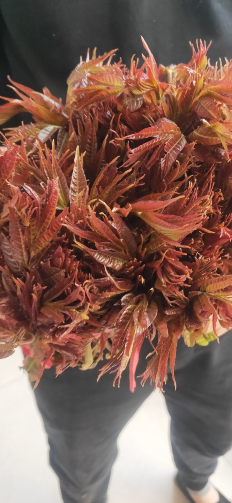 头茬露天红香椿芽当季新鲜红油香椿产地直批