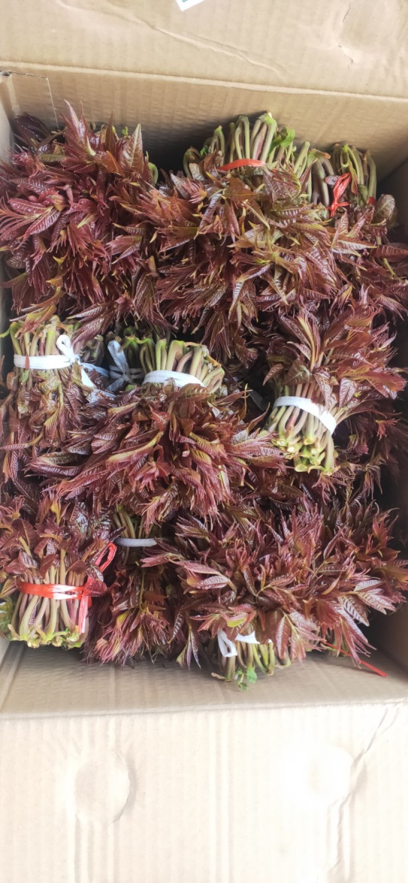 头茬露天红香椿芽当季新鲜红油香椿产地直批
