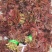 头茬露天红香椿芽当季新鲜红油香椿产地直批