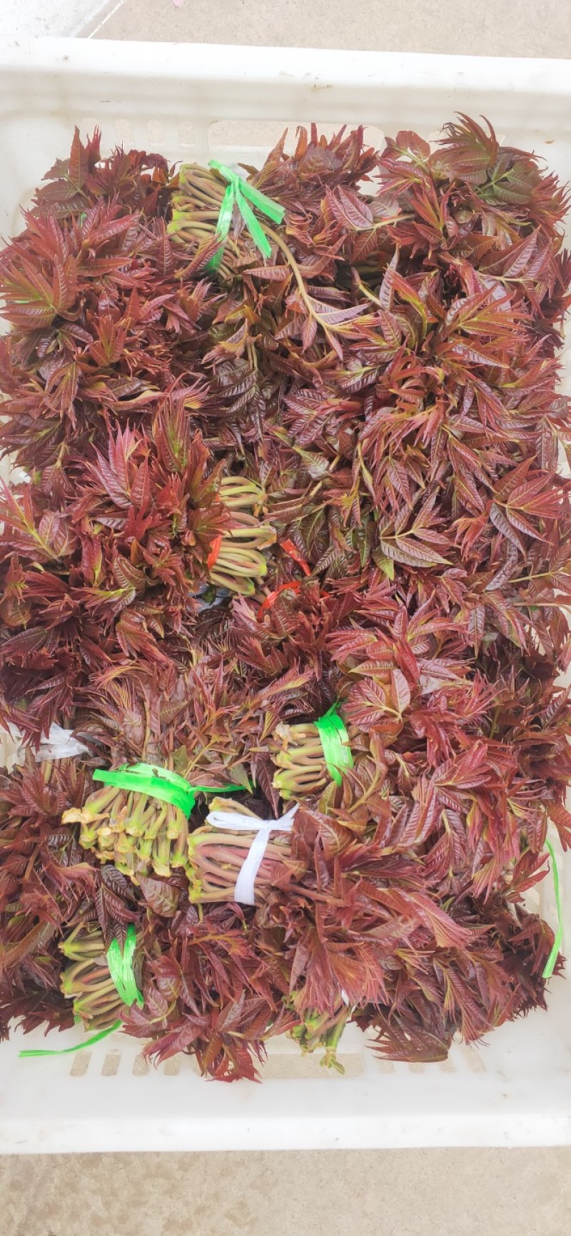 头茬露天红香椿芽当季新鲜红油香椿产地直批