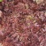 头茬露天红香椿芽当季新鲜红油香椿产地直批