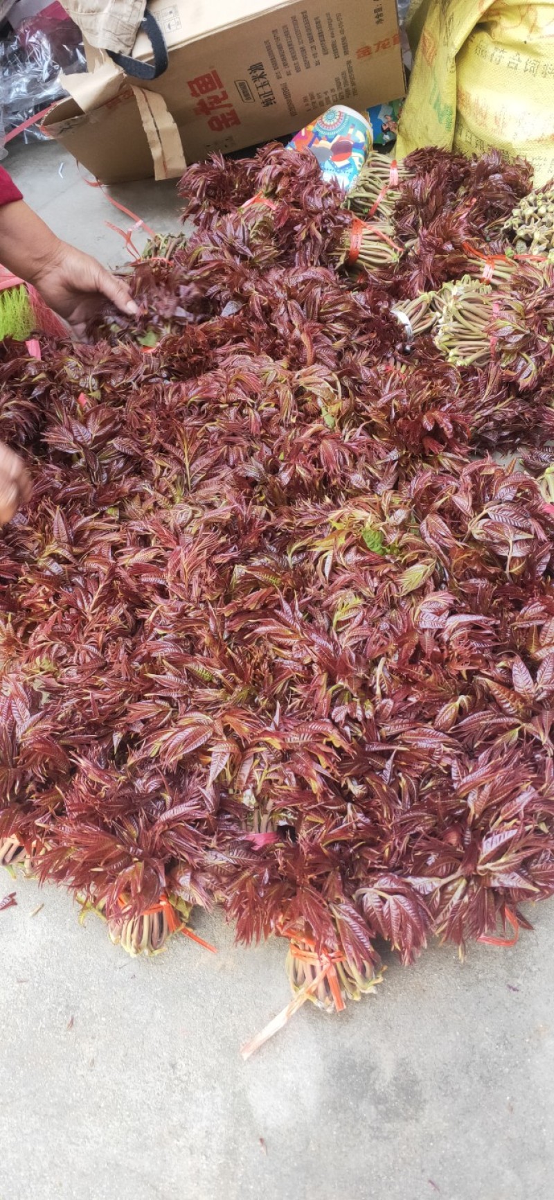 头茬露天红香椿芽当季新鲜红油香椿产地直批