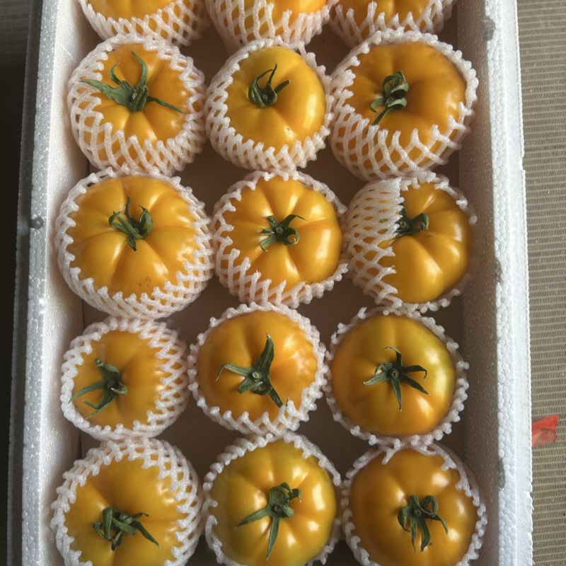 圆黄色番茄，粉糯，风味汁水足，亮度好