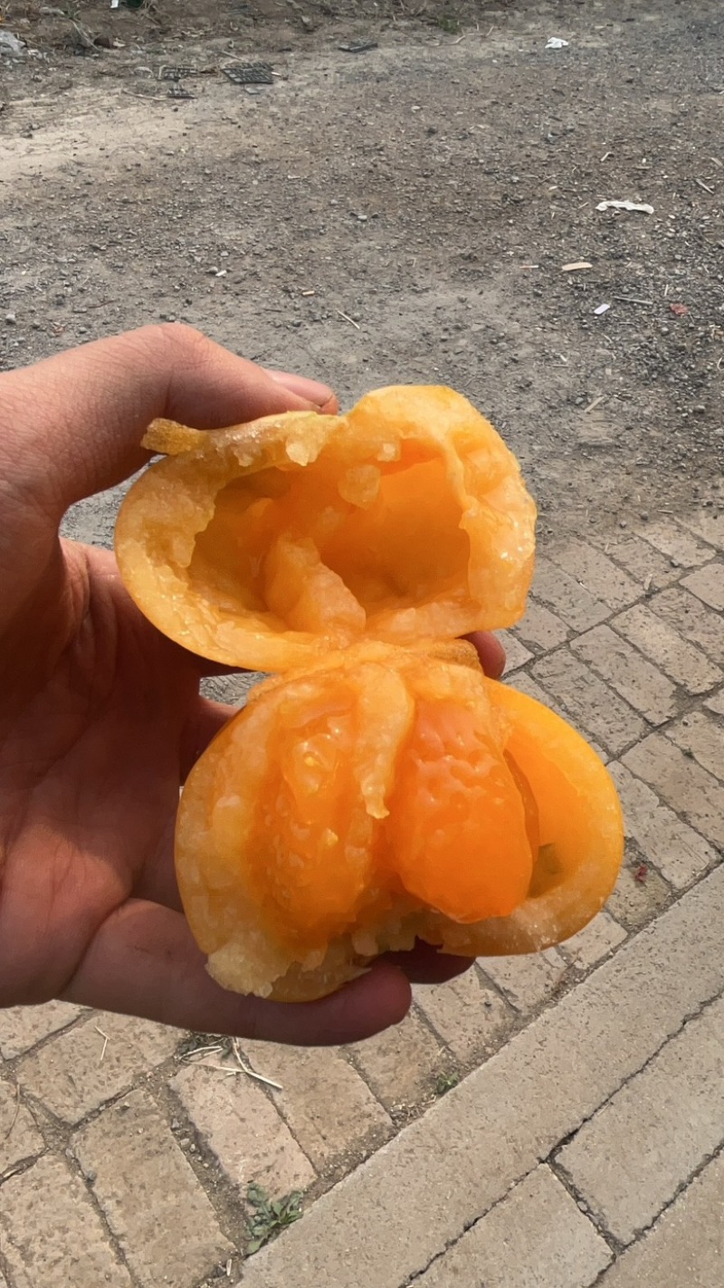 圆黄色番茄，粉糯，风味汁水足，亮度好