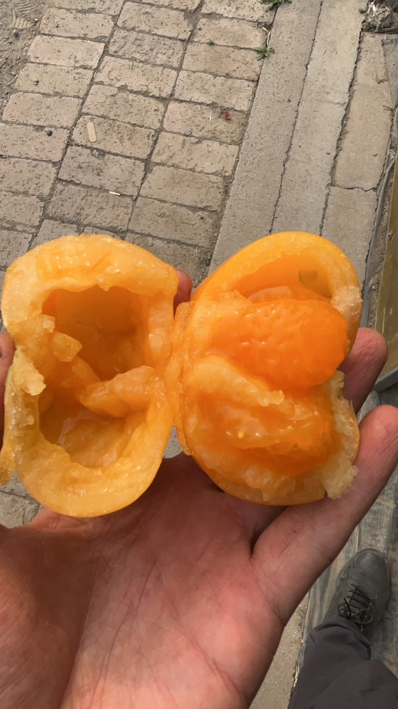 圆黄色番茄，粉糯，风味汁水足，亮度好