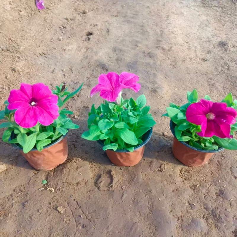 矮牵牛，牵牛花，基地直销大量有货