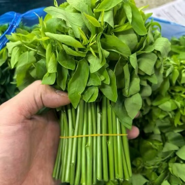 广州树仔菜