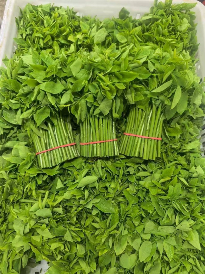 广州树仔菜