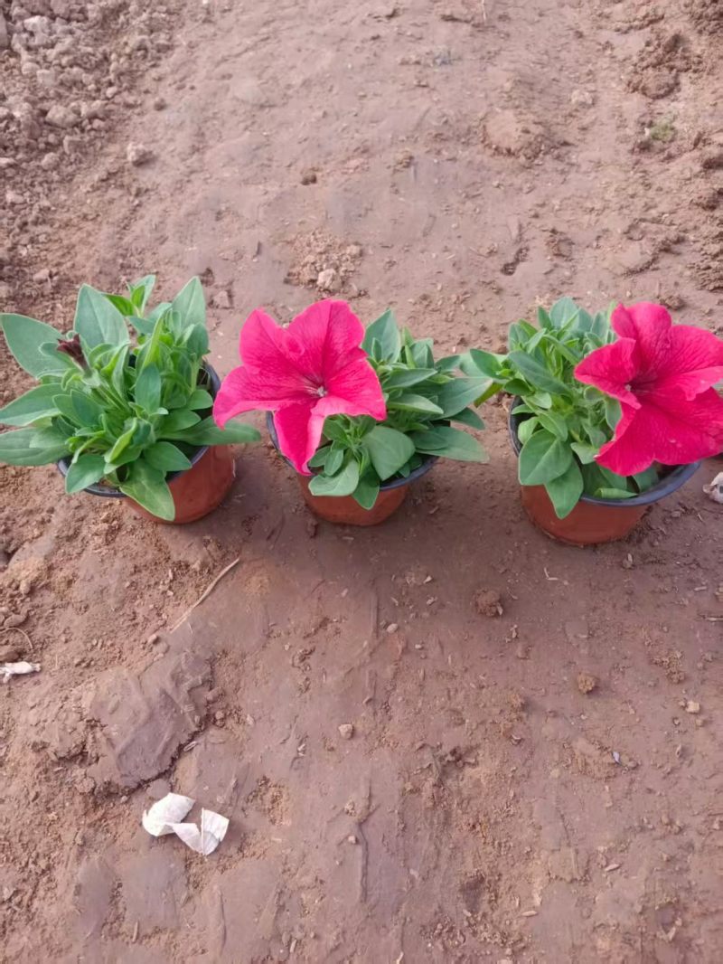 矮牵牛，牵牛花，基地直销大量有货