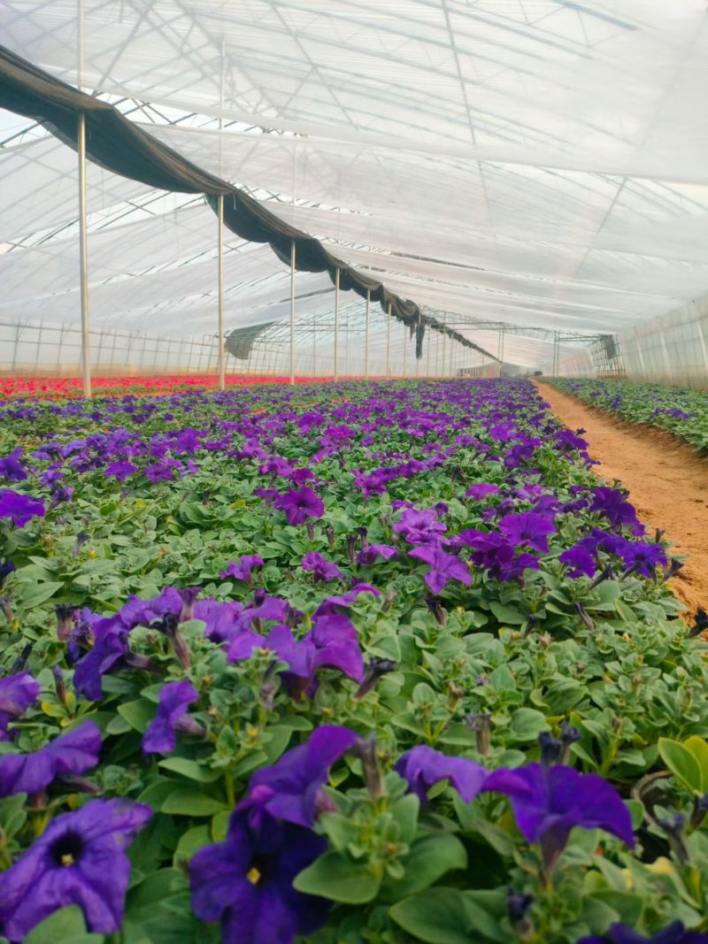 矮牵牛，牵牛花，基地直销大量有货