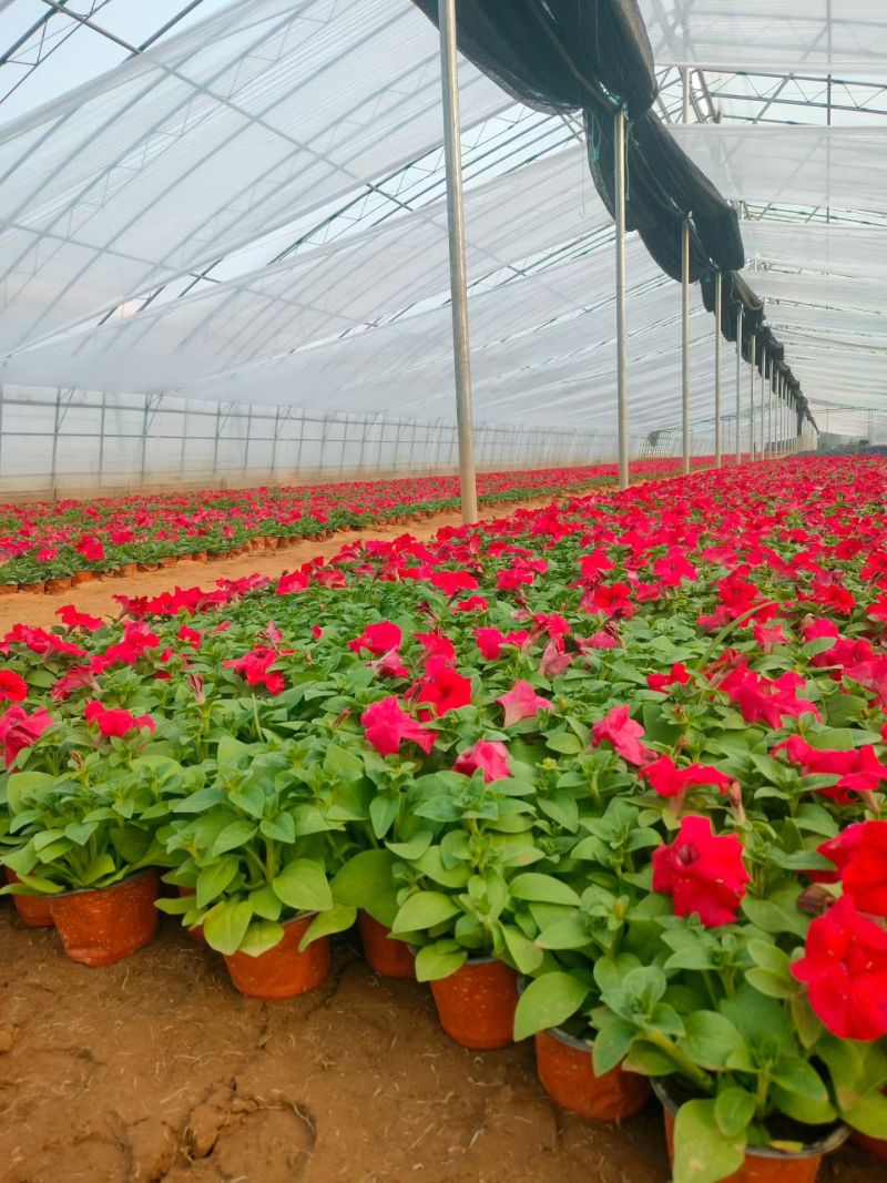 矮牵牛，牵牛花，基地直销大量有货