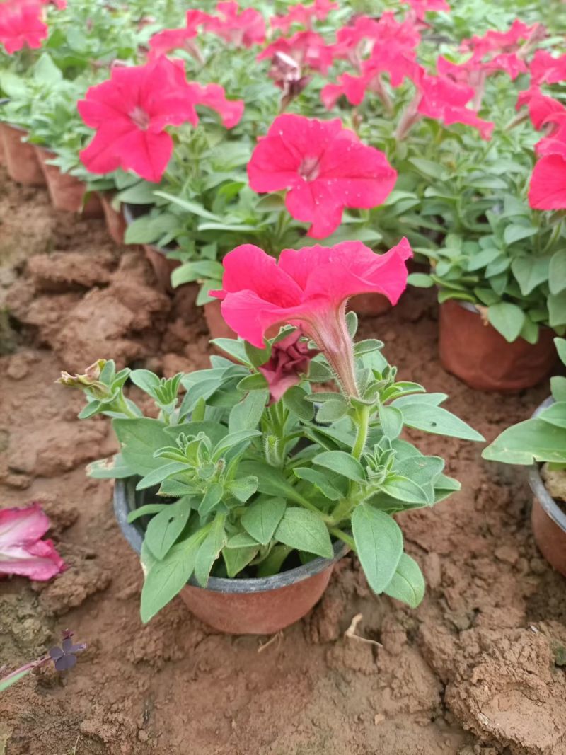 矮牵牛，牵牛花，基地直销大量有货