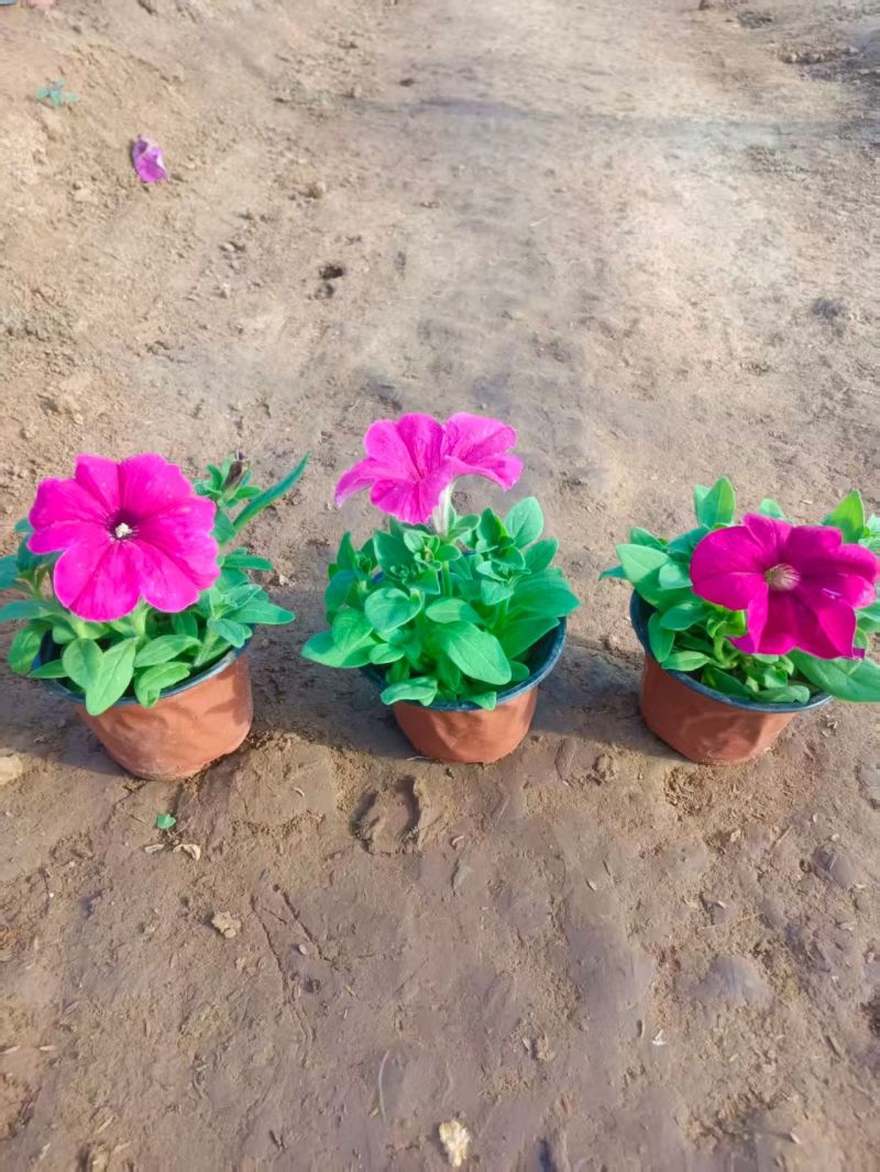 矮牵牛，牵牛花，基地直销大量有货