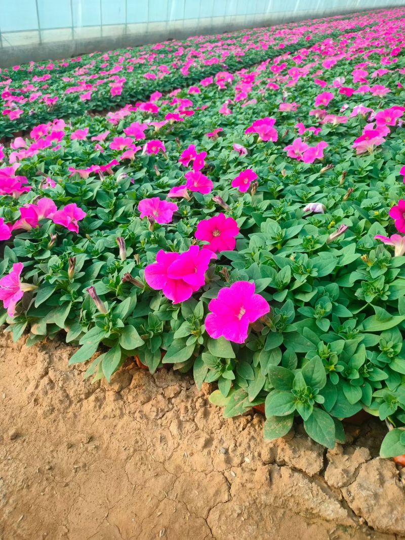 矮牵牛，牵牛花，基地直销大量有货