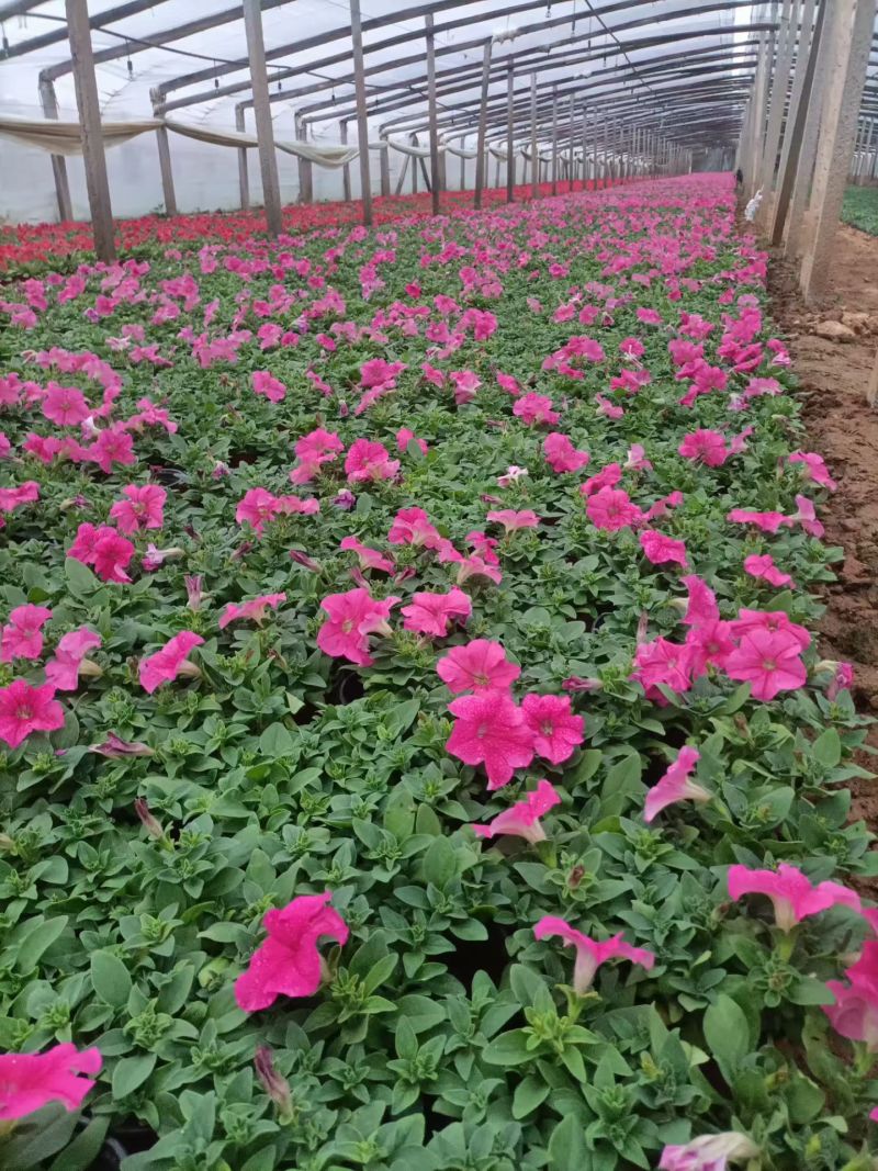 矮牵牛，牵牛花，基地直销大量有货